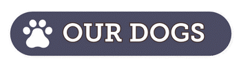 Our Dogs