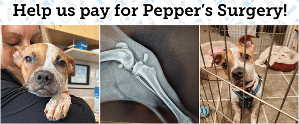 Help us pay for Pepper's Surgery!