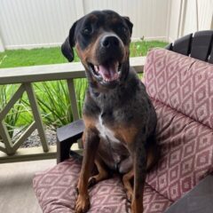 Duke 1