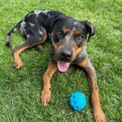 Duke