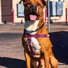 Scrappy Doo 2
