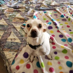 Ziggy 1 2
